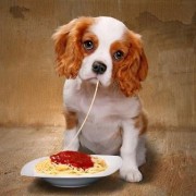 Alimentazione del cucciolo di cane